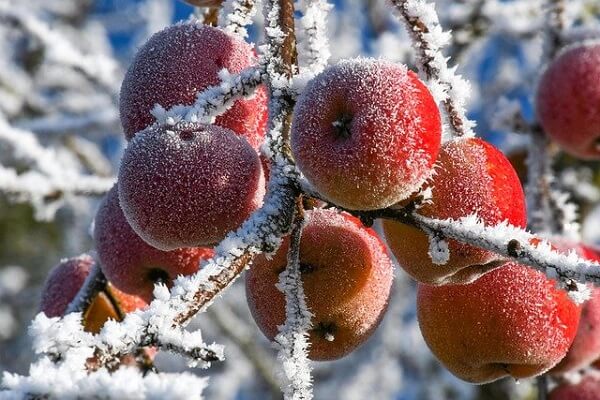 Calculating chill hours for fruit plants and trees